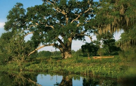 Photo of Oakland Park - Village Series in Winter Garden, FL 34787