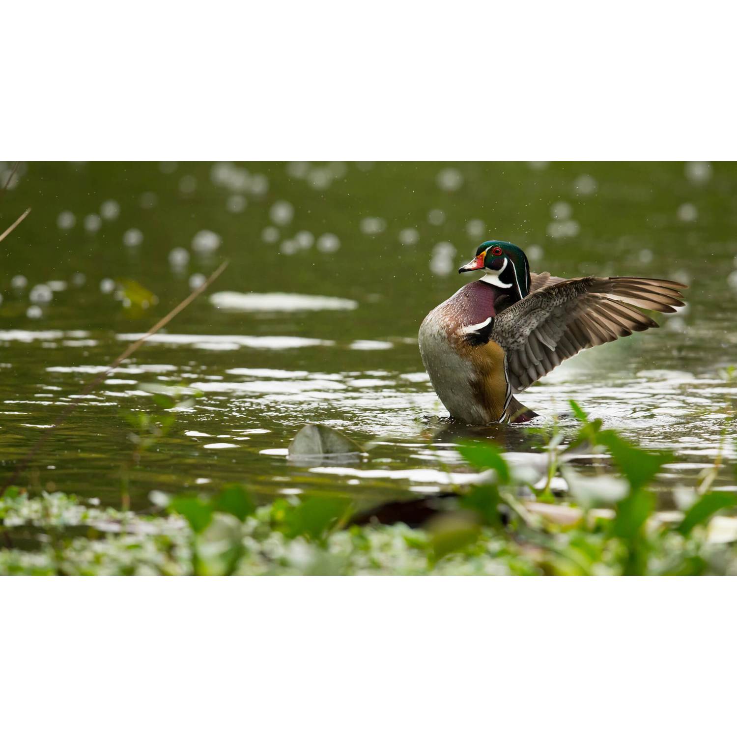 Photo of Arden in Loxahatchee, FL 33470