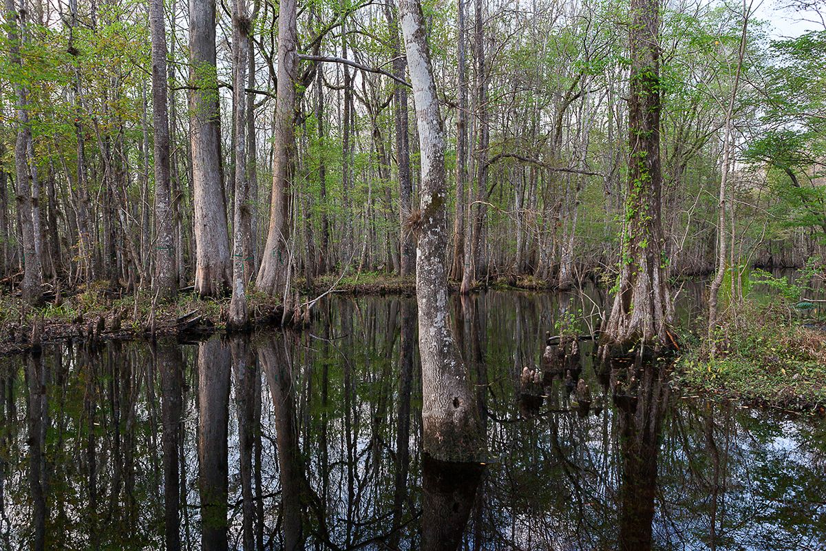 Photo of Bartram Creek in Jacksonville, FL 32259