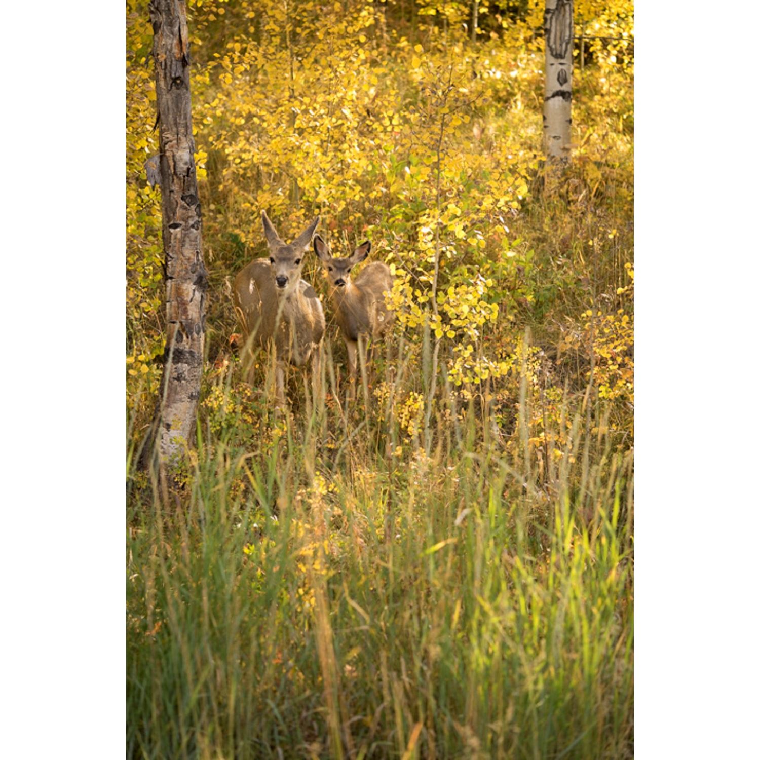 Photo of Rendezvous Colorado in Winter Park, CO 80482