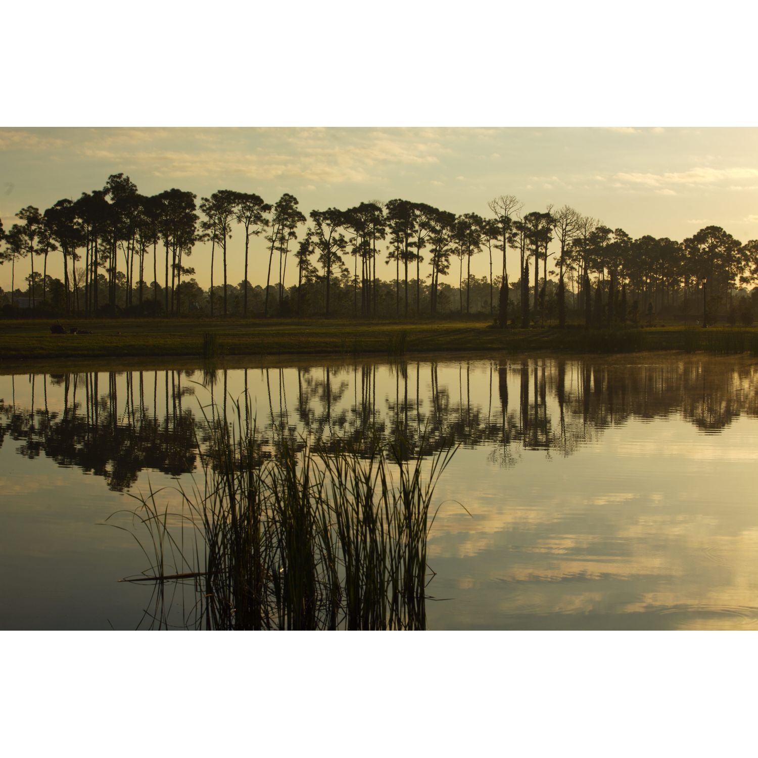 Photo of Canopy Creek in Palm City, FL 34990