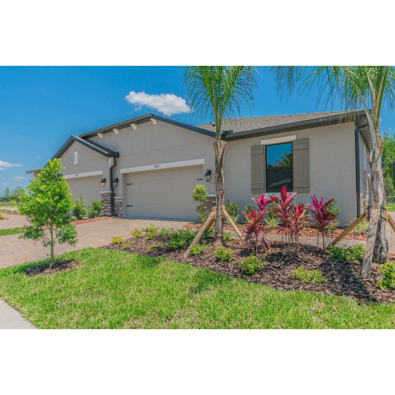 Photo of Campania in Tampa, FL 33647
