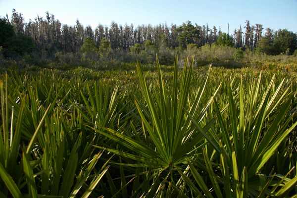 Photo of Bassett Creek at K-Bar Ranch in Tampa, FL 33647