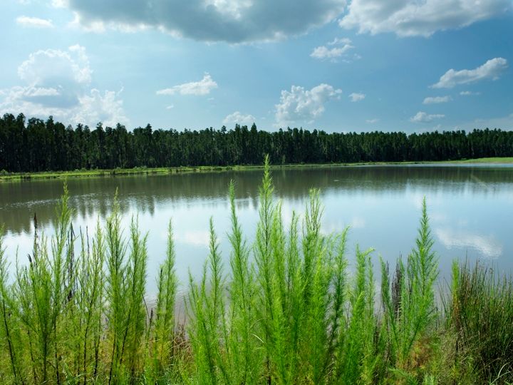 Photo of Bassett Creek at K-Bar Ranch in Tampa, FL 33647
