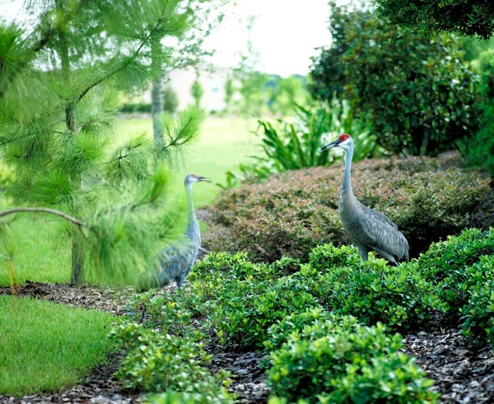 Photo of Bassett Creek at K-Bar Ranch in Tampa, FL 33647
