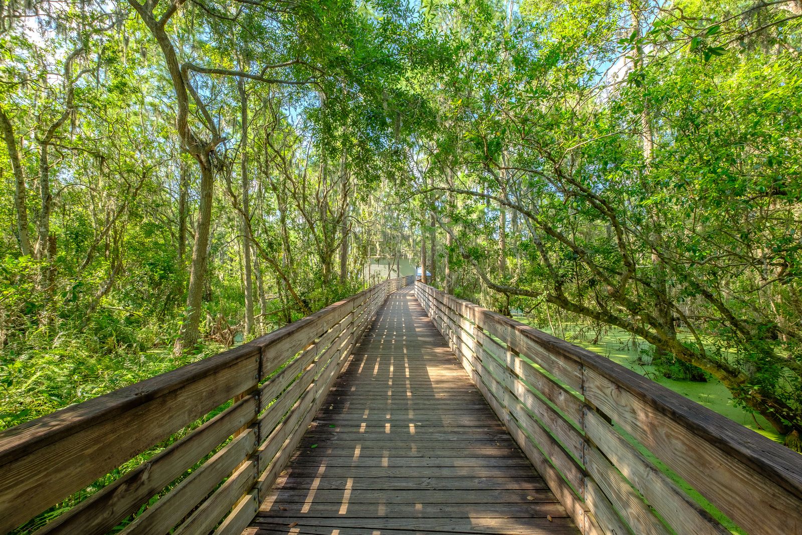 Photo of Serenoa in Clermont, FL 34714