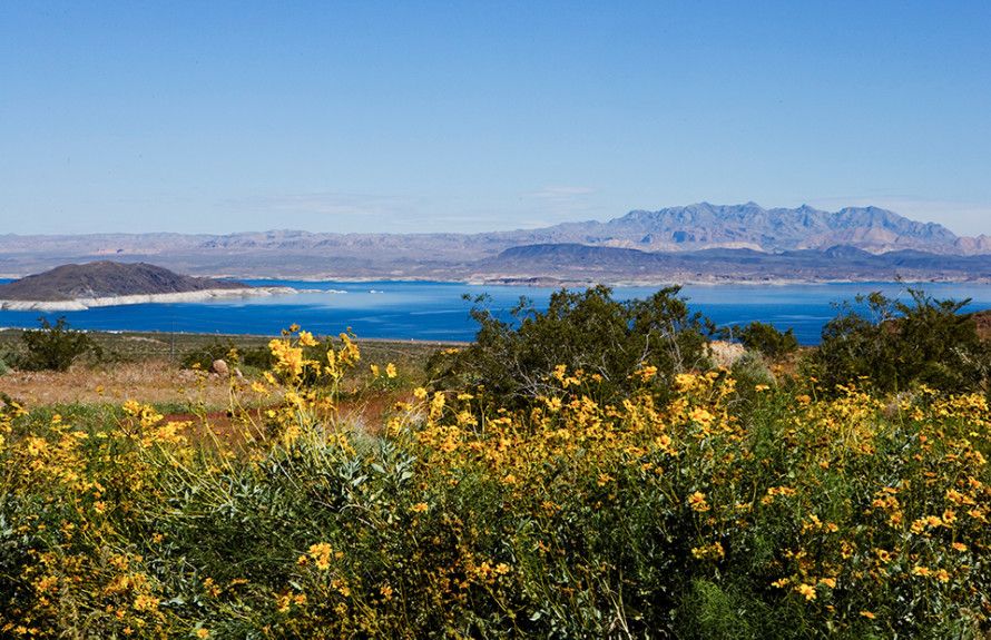Photo of Bellano in Henderson, NV 89011