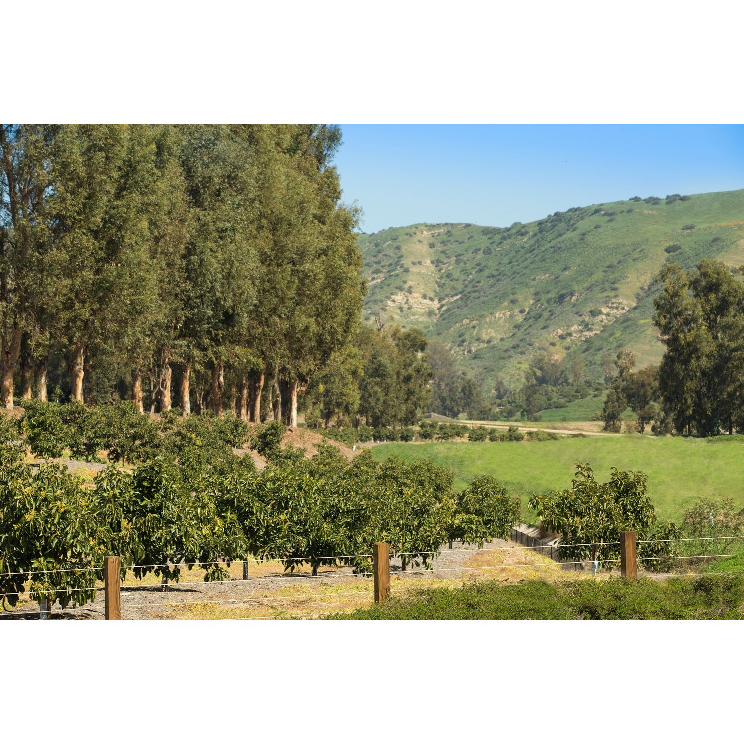 Photo of Trevi at Orchard Hills in Irvine, CA 92602