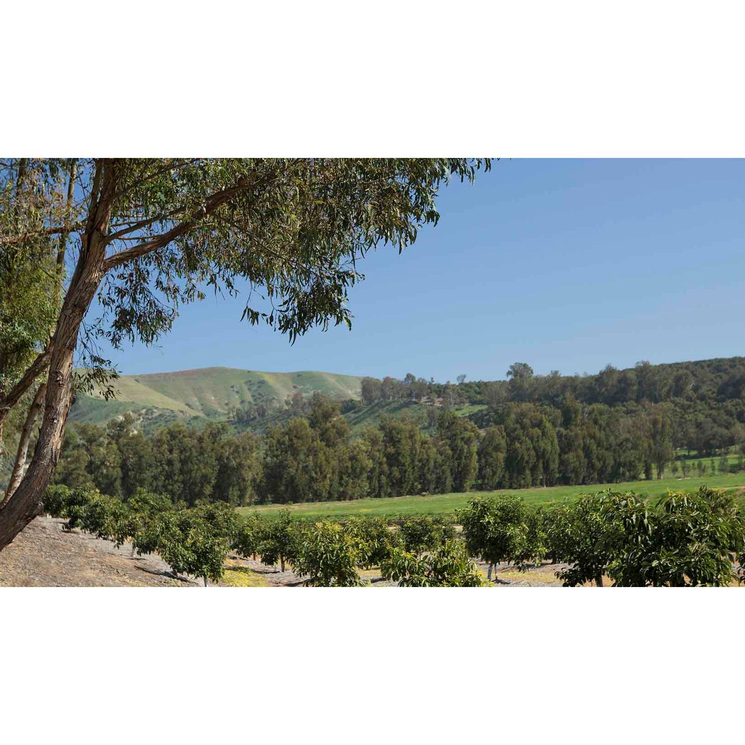 Photo of Varenna at Orchard Hills in Irvine, CA 92602