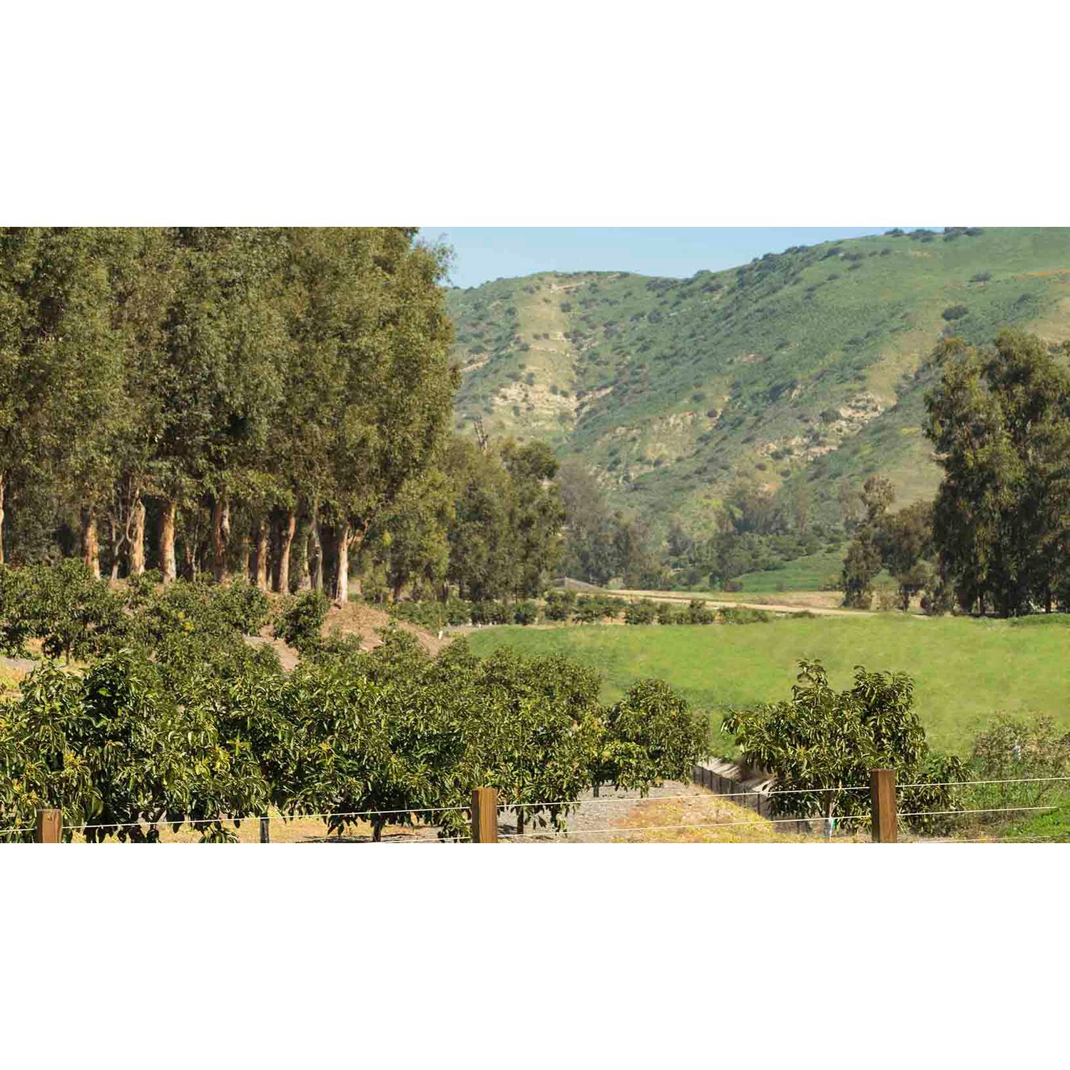 Photo of Messina at Orchard Hills in Irvine, CA 92602